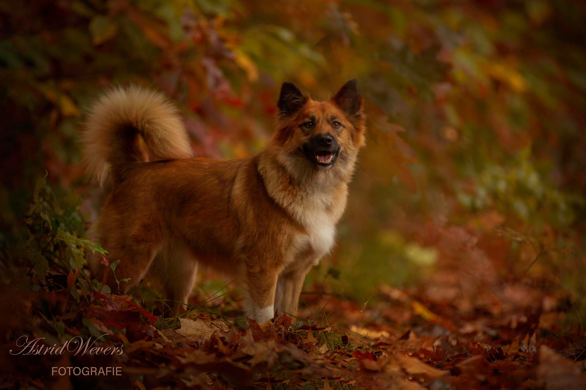 Skaga Leista IJslandse Hond