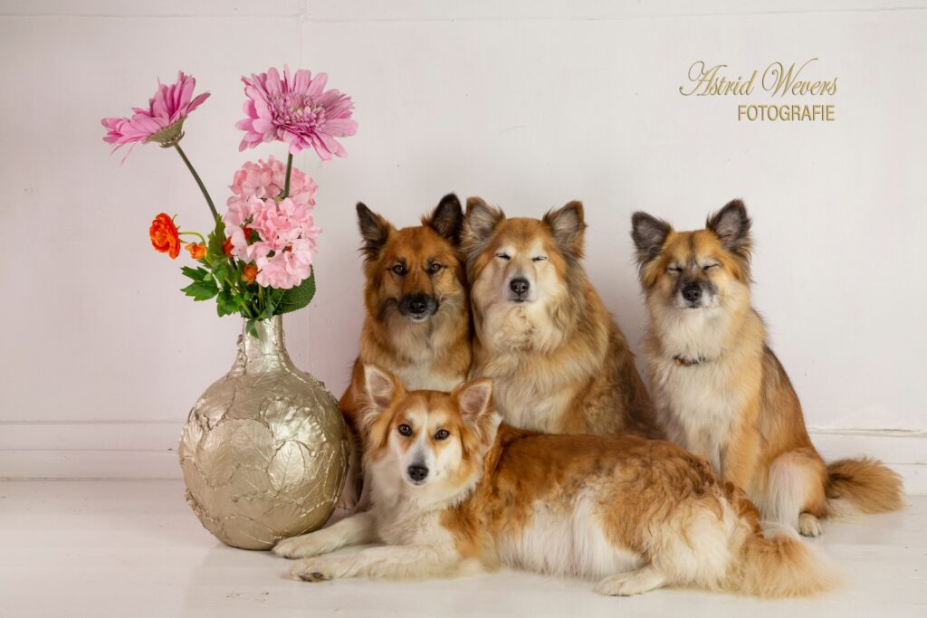 Icelandic Sheepdog IJslandse Honden familie