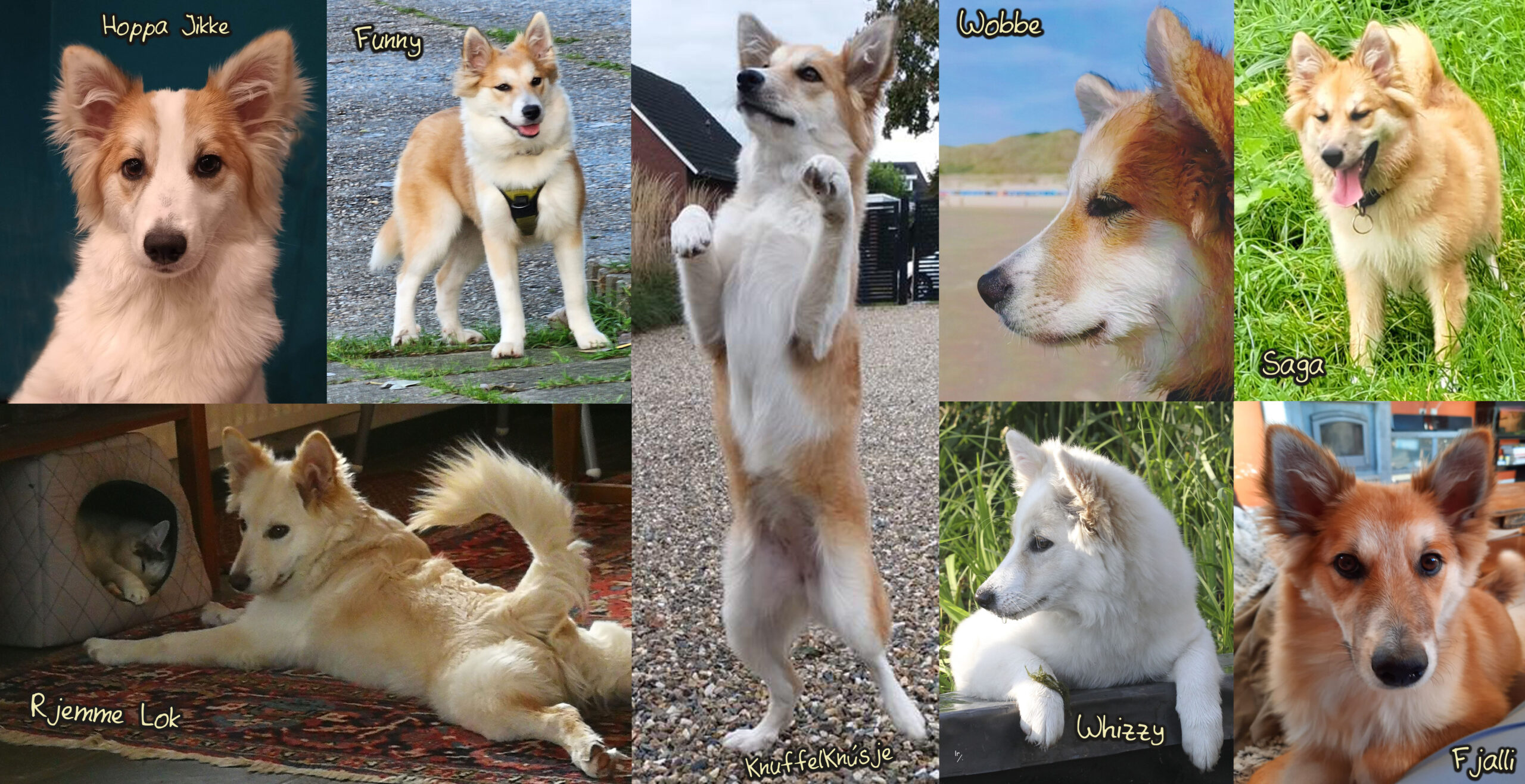 IJslandse honden Collage Fráhálendi