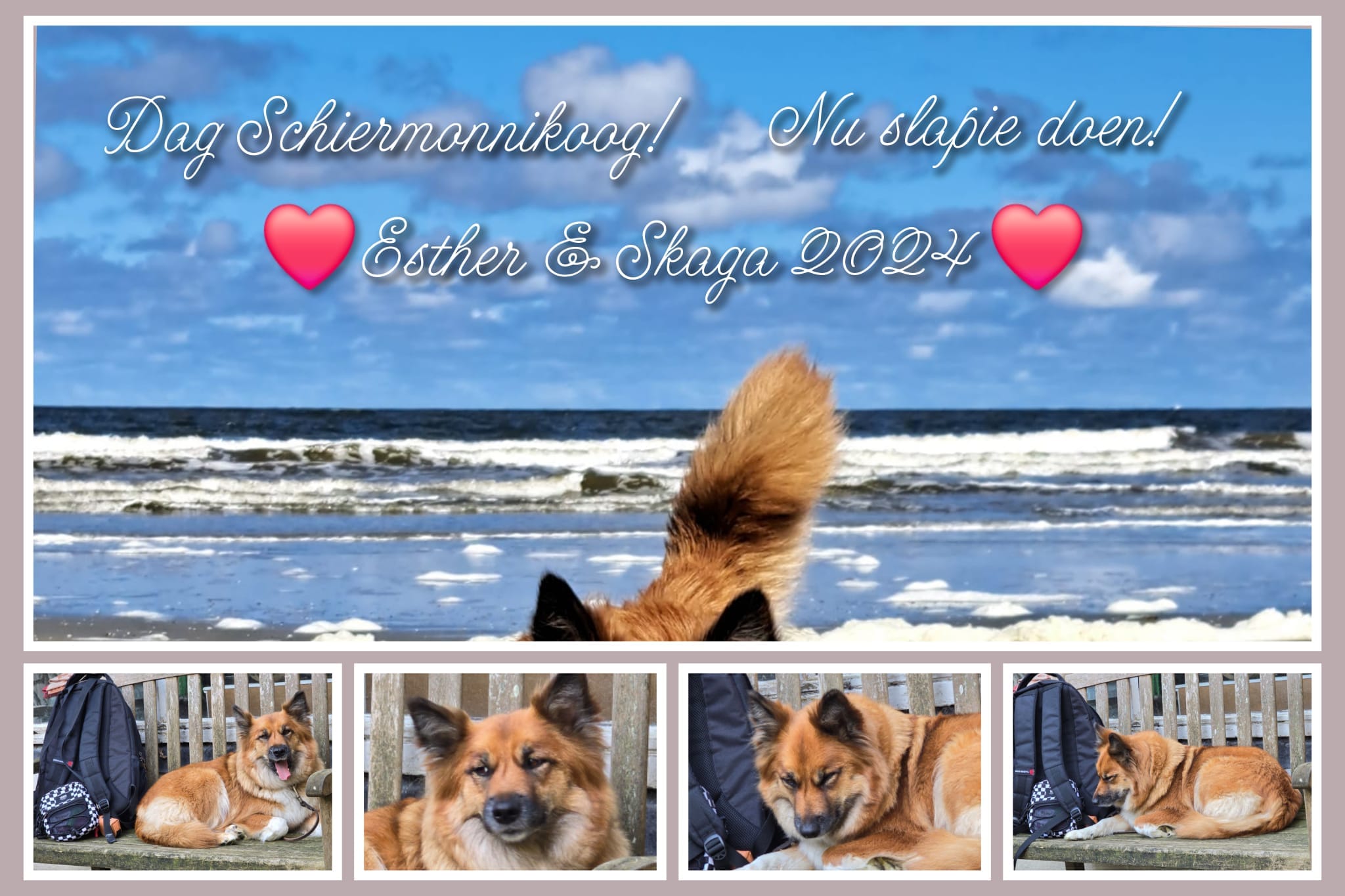 IJslandse Hond op Schiermonnikoog