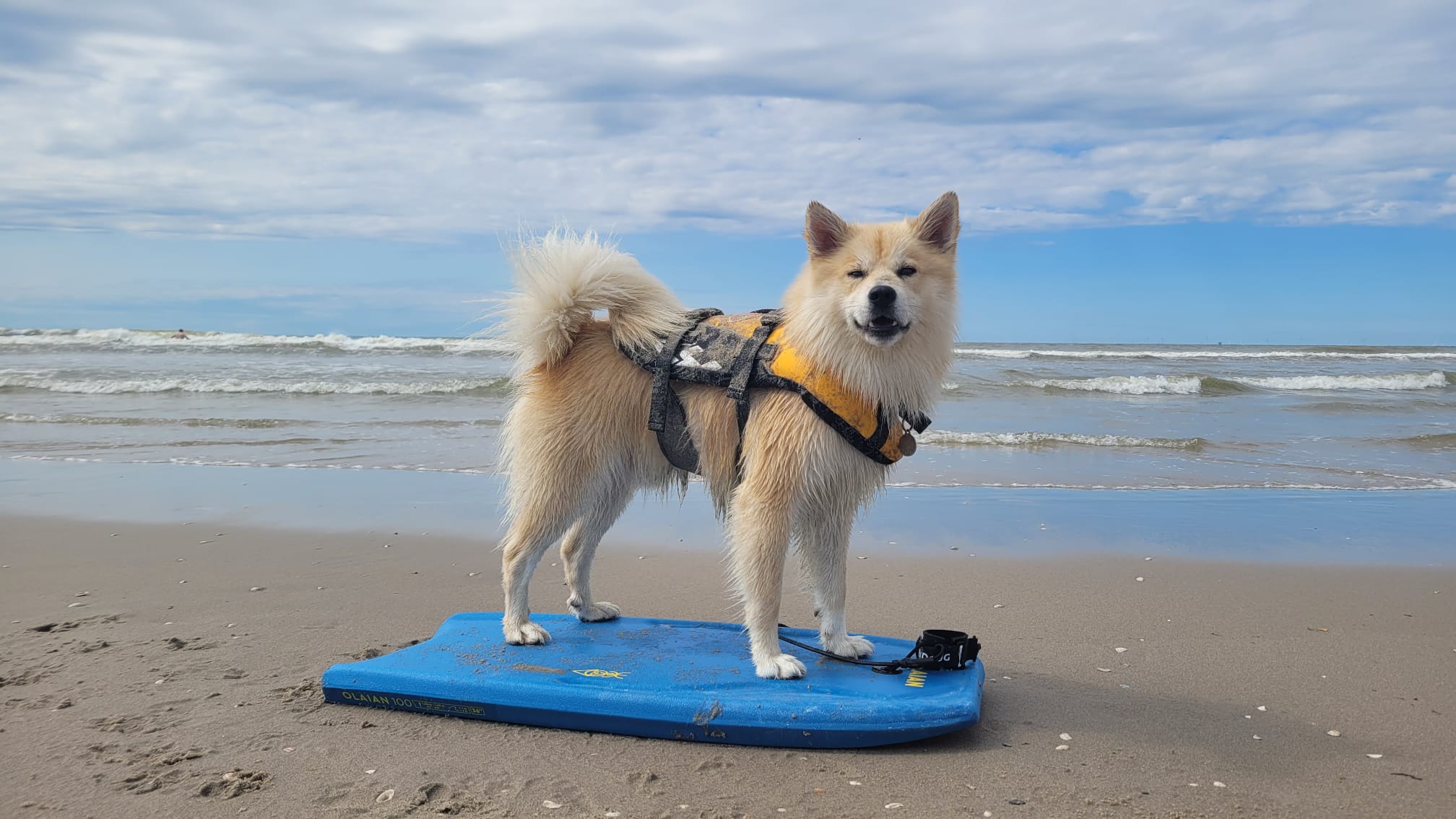 Bjarki IJslandse Hond 2024 - Foto Anh Schroten-Vo