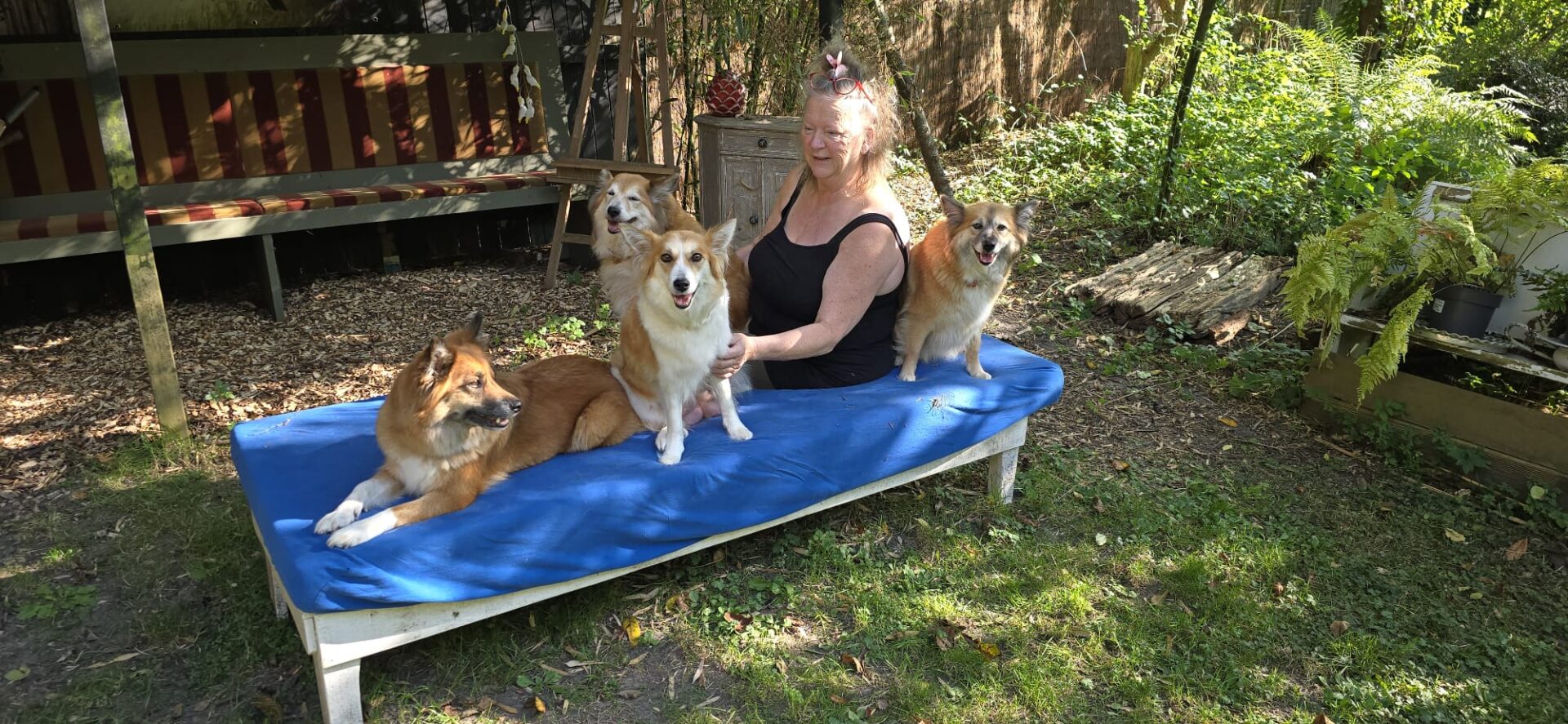 IJslandse Honden in Pieterburen