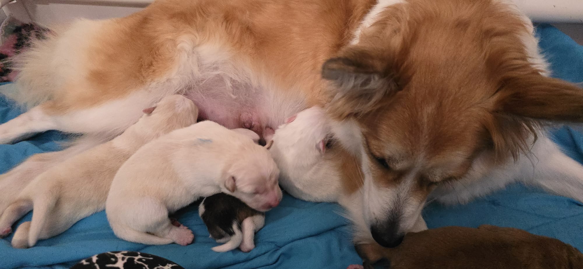 IJslandse Honden pups in Pieterburen