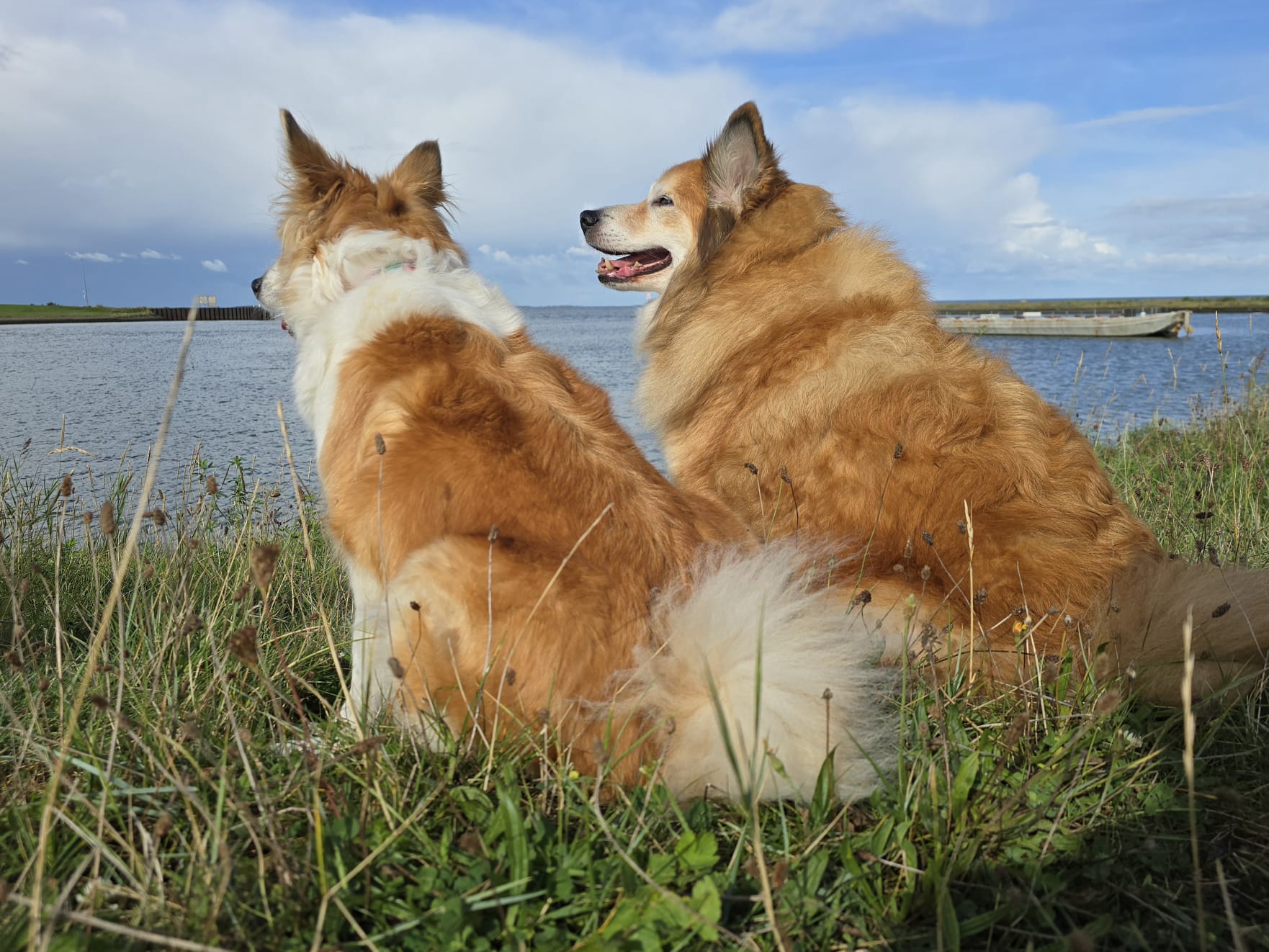 Lieve Skikkja en Miss Bera IJslandse Honden