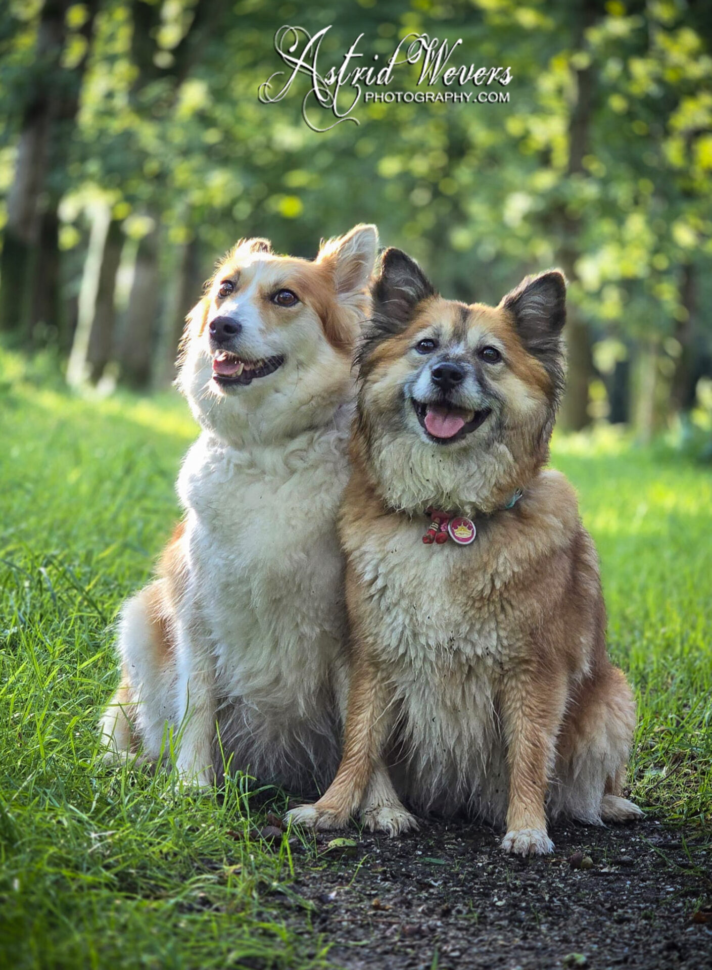 Skikkja and Miss Bera Icelandic Sheepdogs