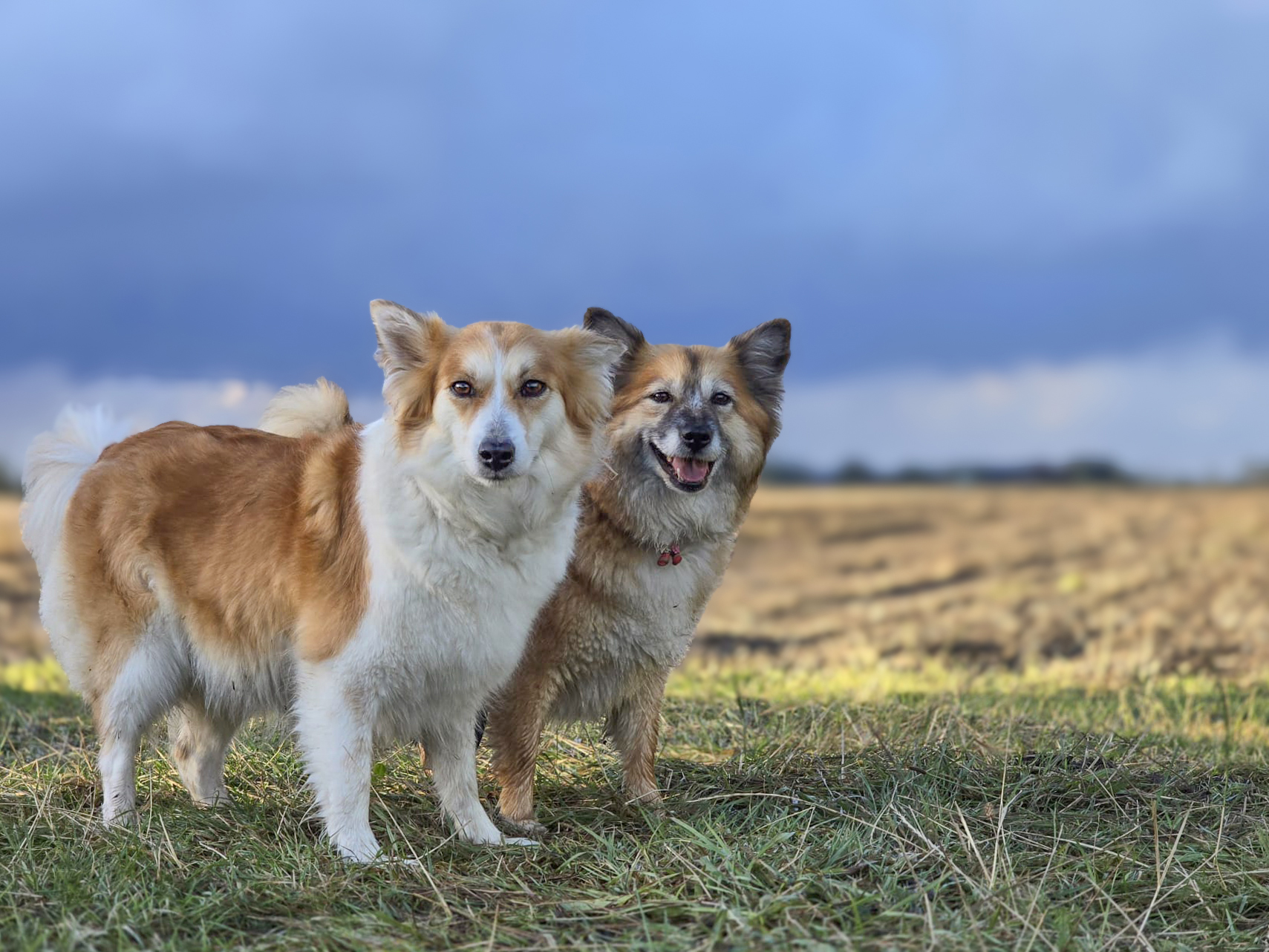 Lieve Skikkja en Twirre IJslandse Honden