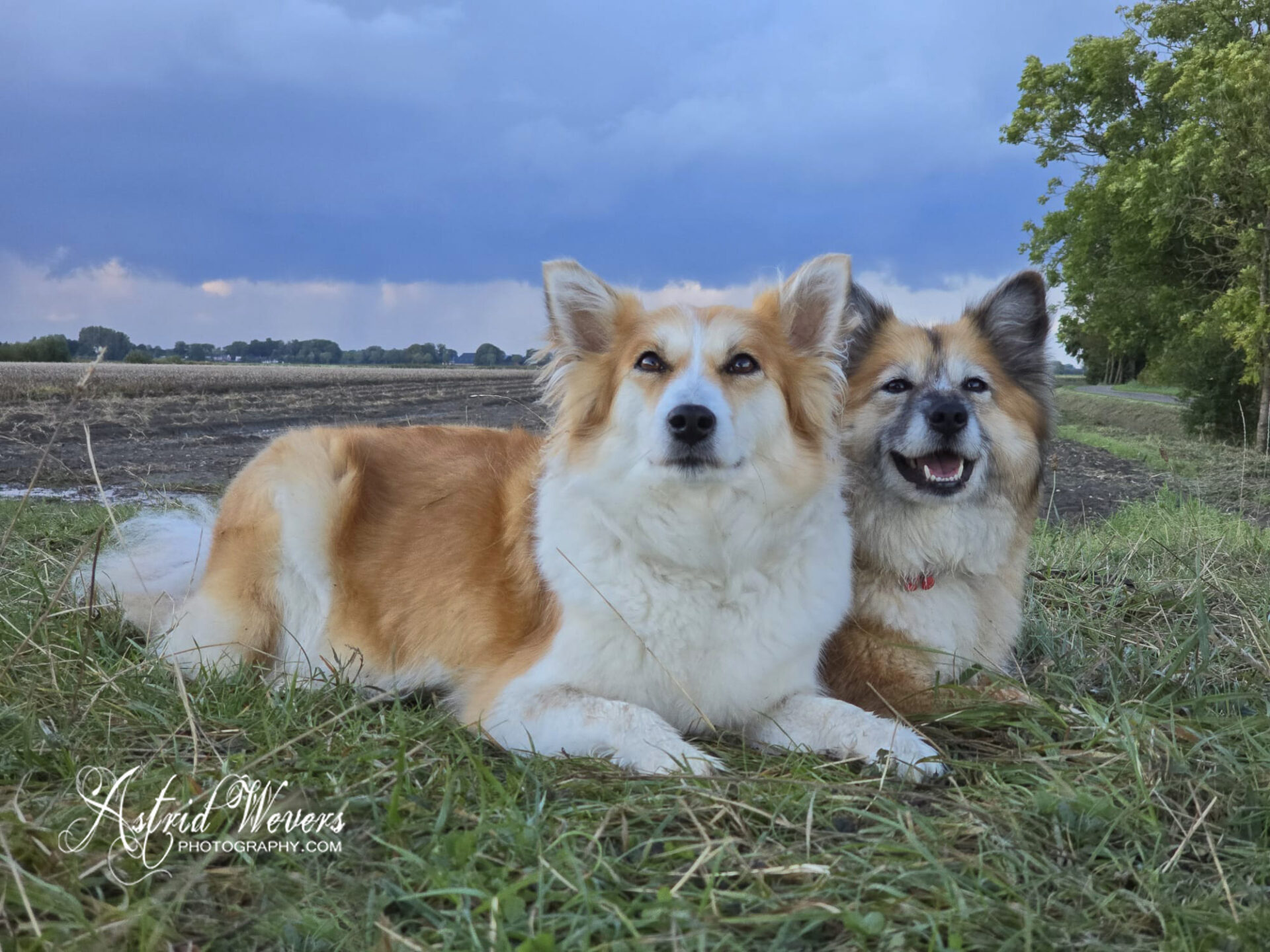 Skikkja and Twirre Icelandic Sheepdogs