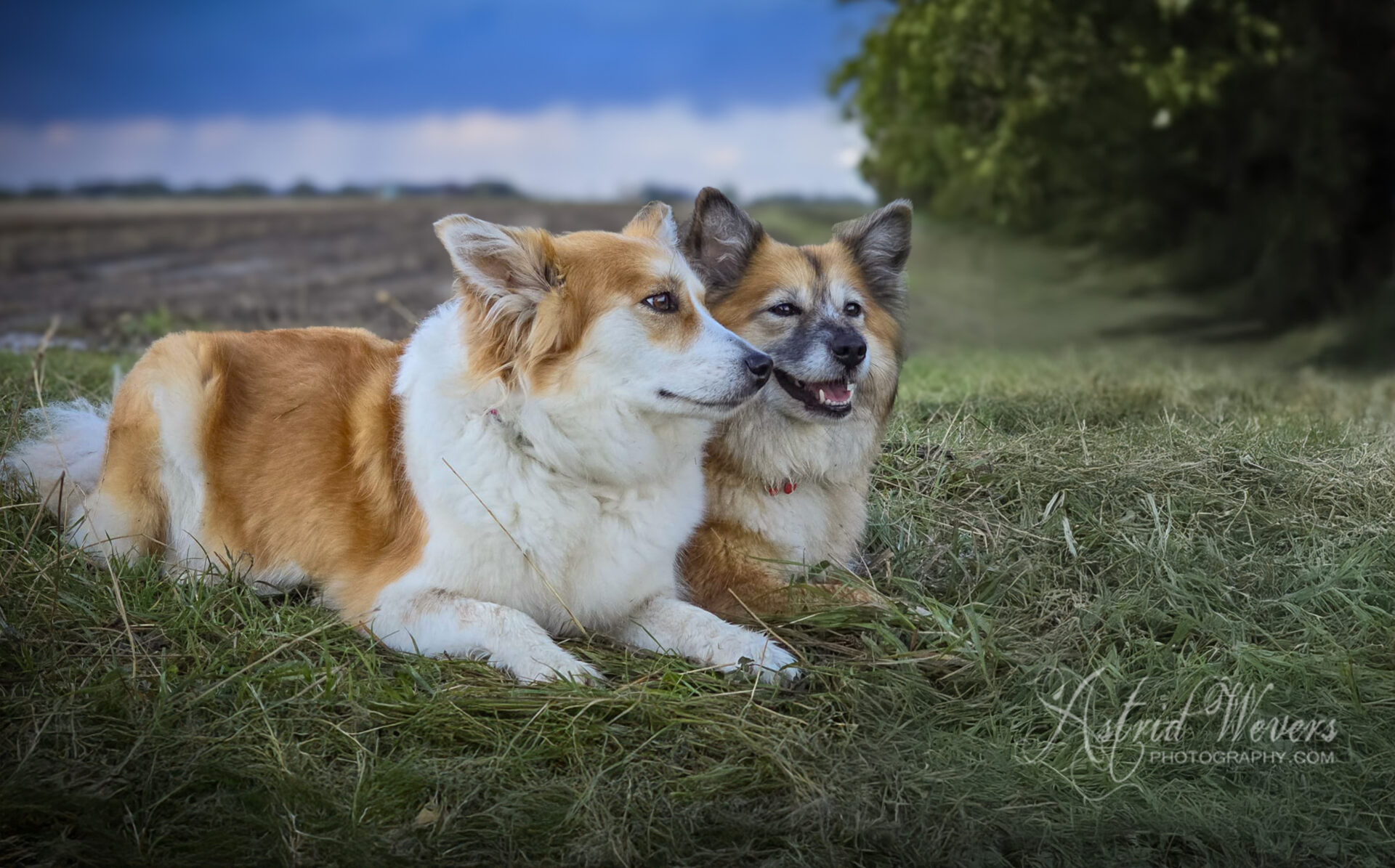 Skikkja and Twirre Icelandic Sheepdogs