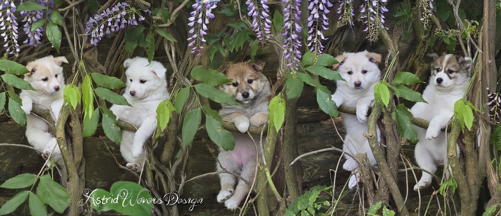 Bush puppies IJslandse honden in Pieterburen