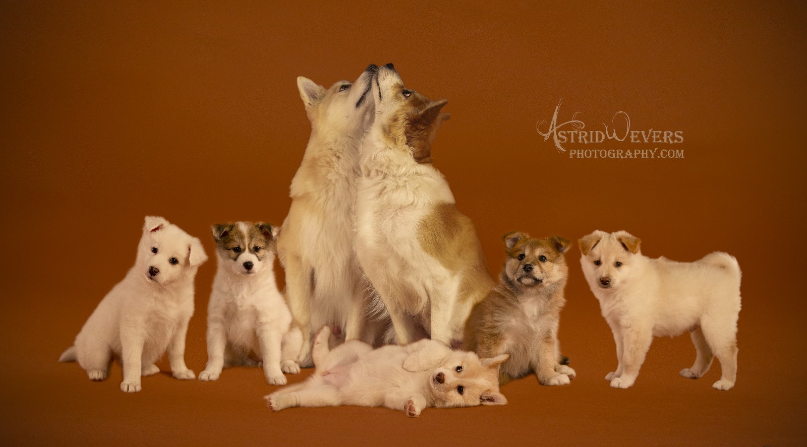 Familieportret IJslandse honden