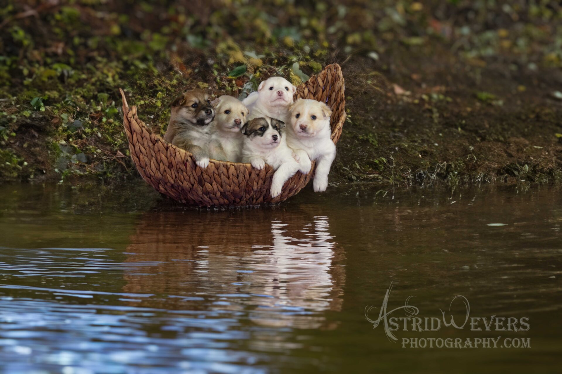 IJslandse Honden Pupjes reflexie