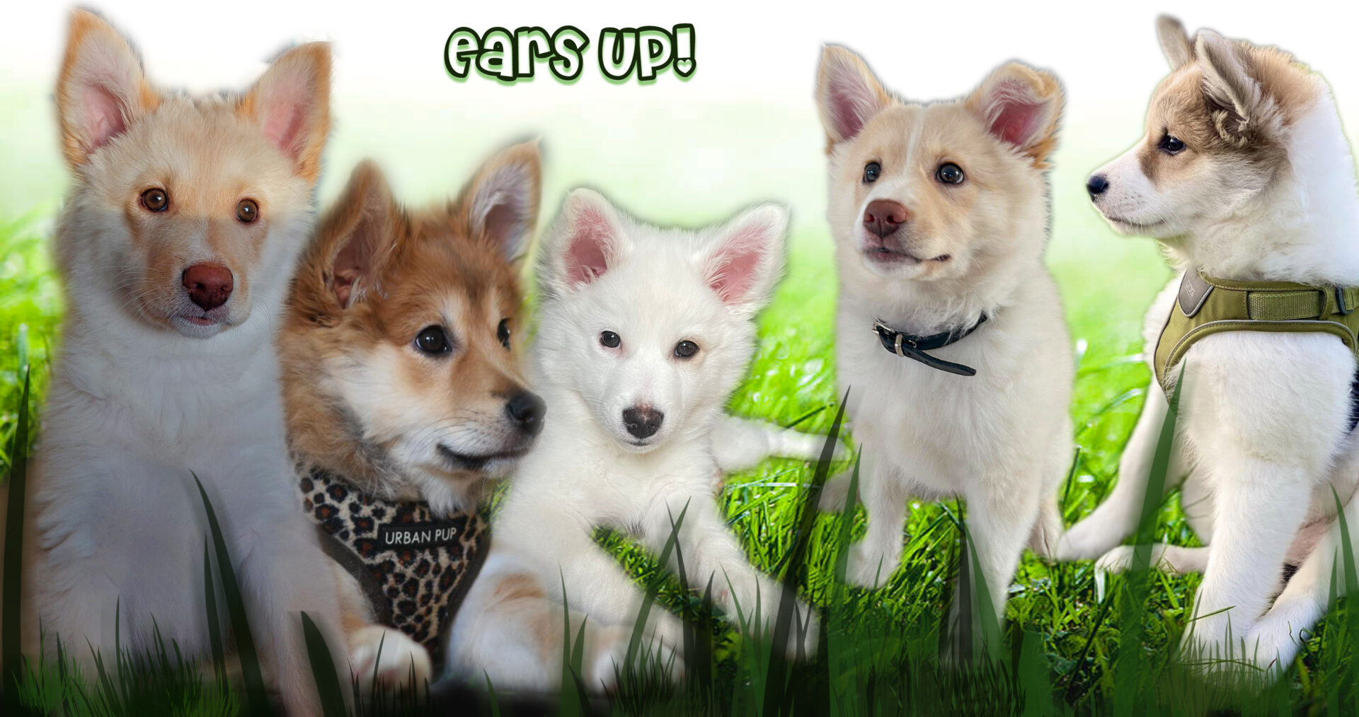 Ears Up Icelandic Sheepdog puppy