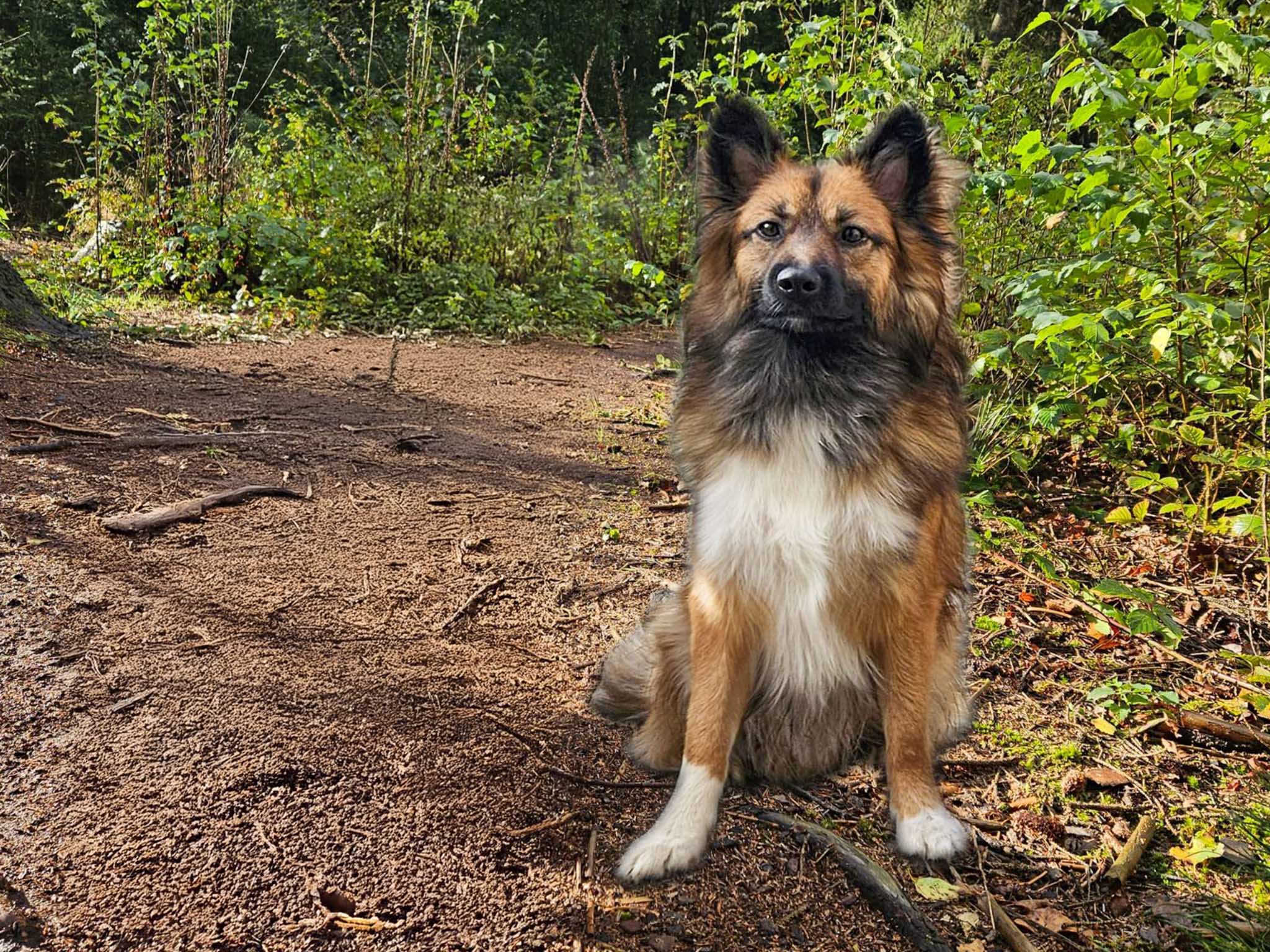 IJslandse Hond Luffe Foli FráHálendi