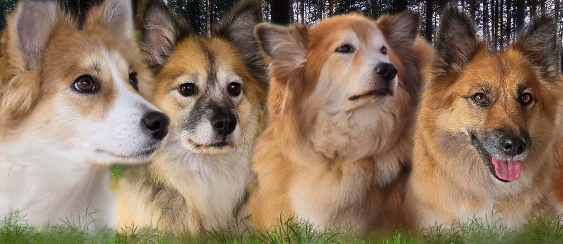 Our Icelandic Sheepdog ladies