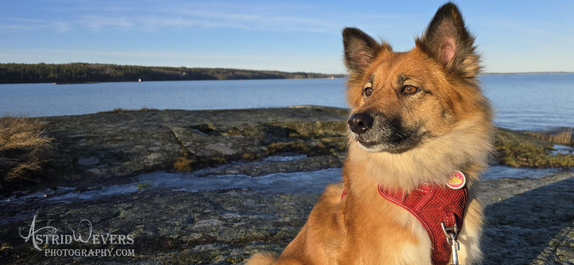 Skaga IJslandse Hond in Zweden