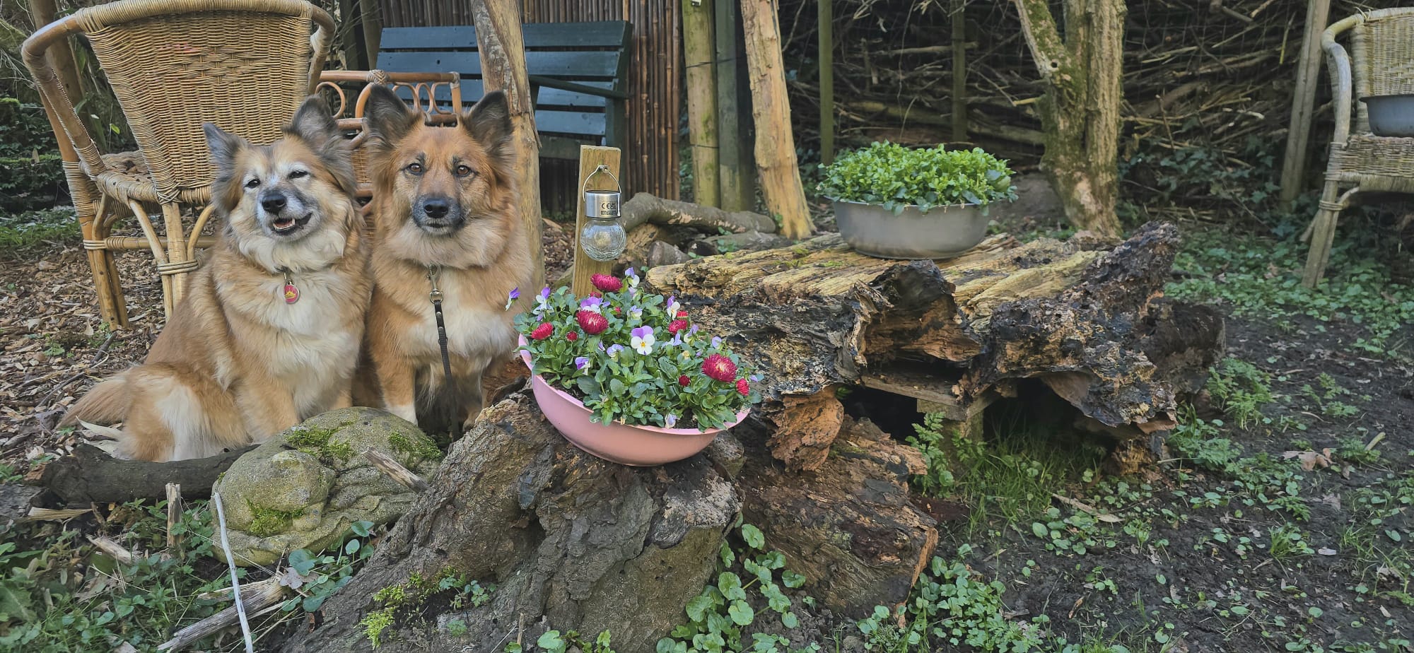 Grafje van Miss Bera IJslandse Hond