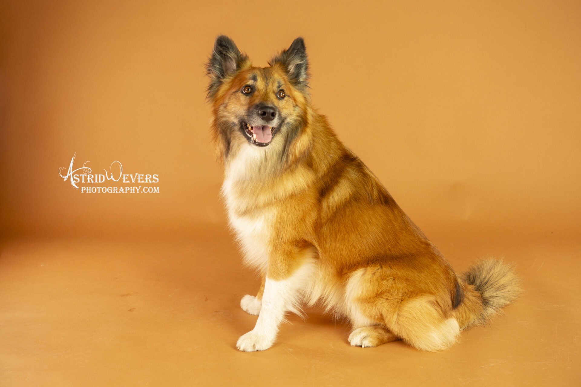 Prins Oslo Icelandic Dog