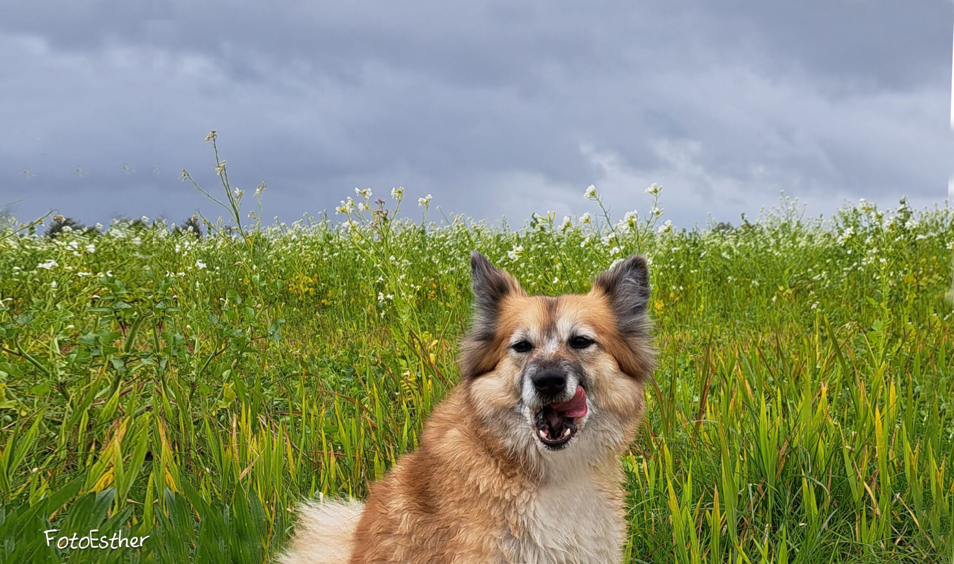 Twirre Frida FráHálendi IJslandse Hond